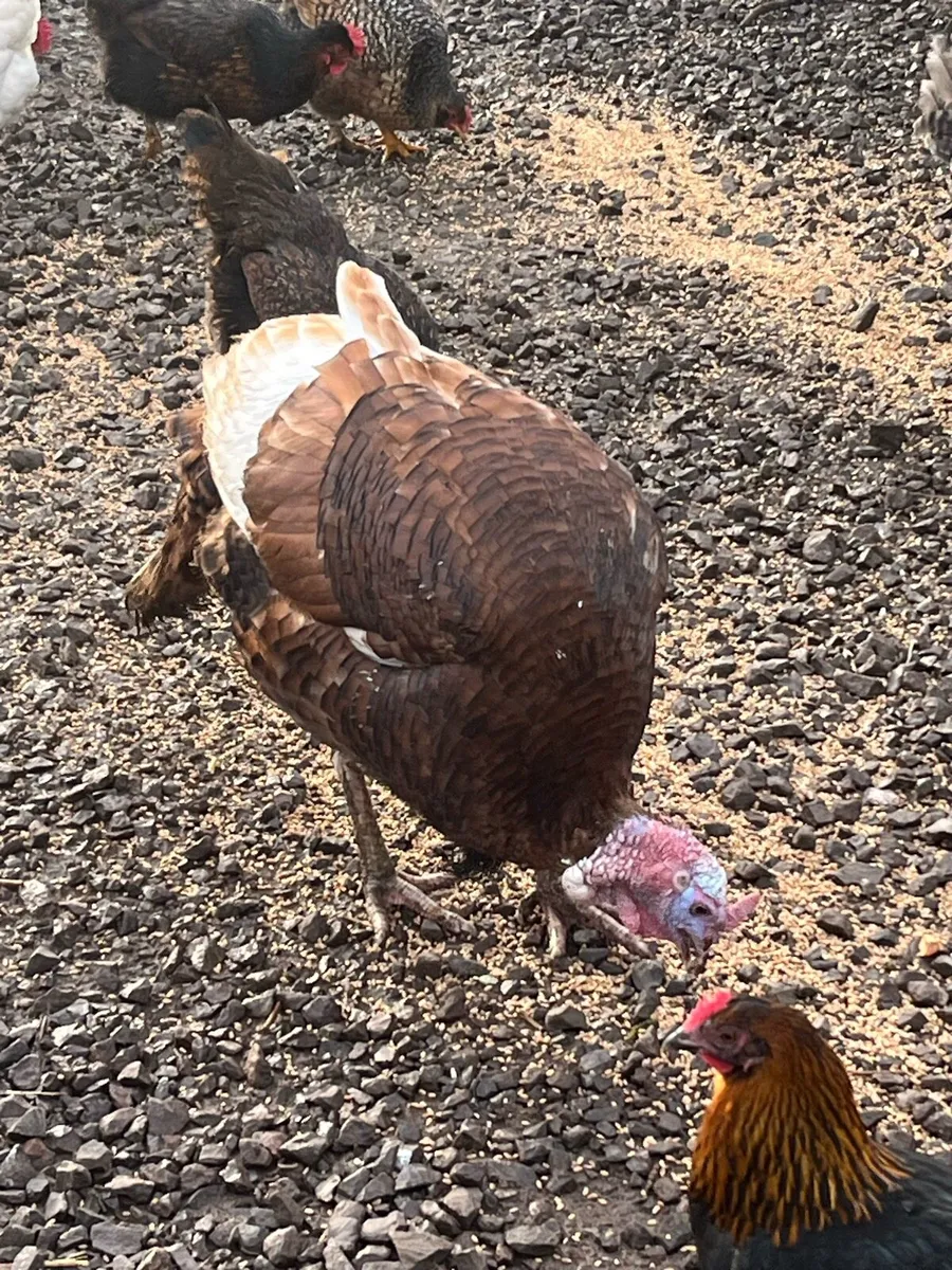 Organic Free Range  Heritage Turkeys - Image 4