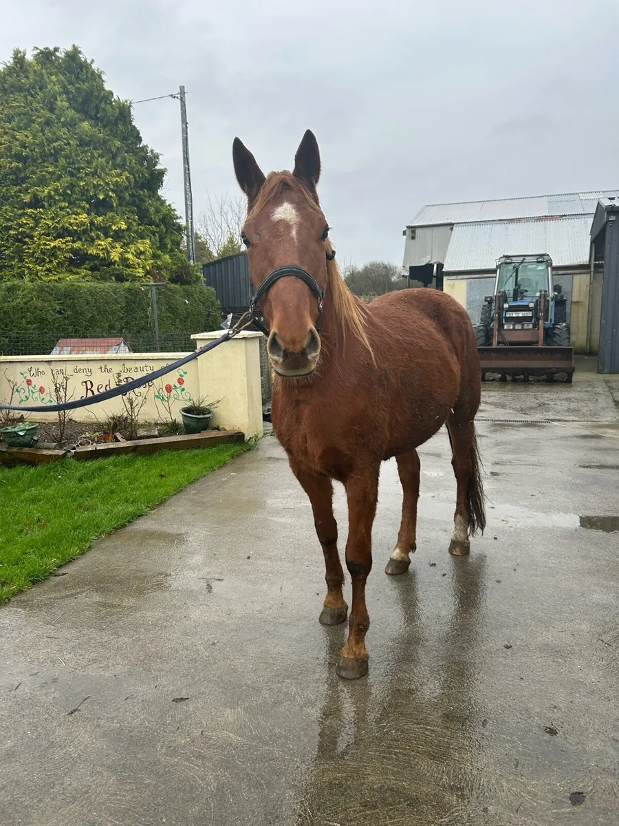 Traditional Irish Breed ISH - Image 1