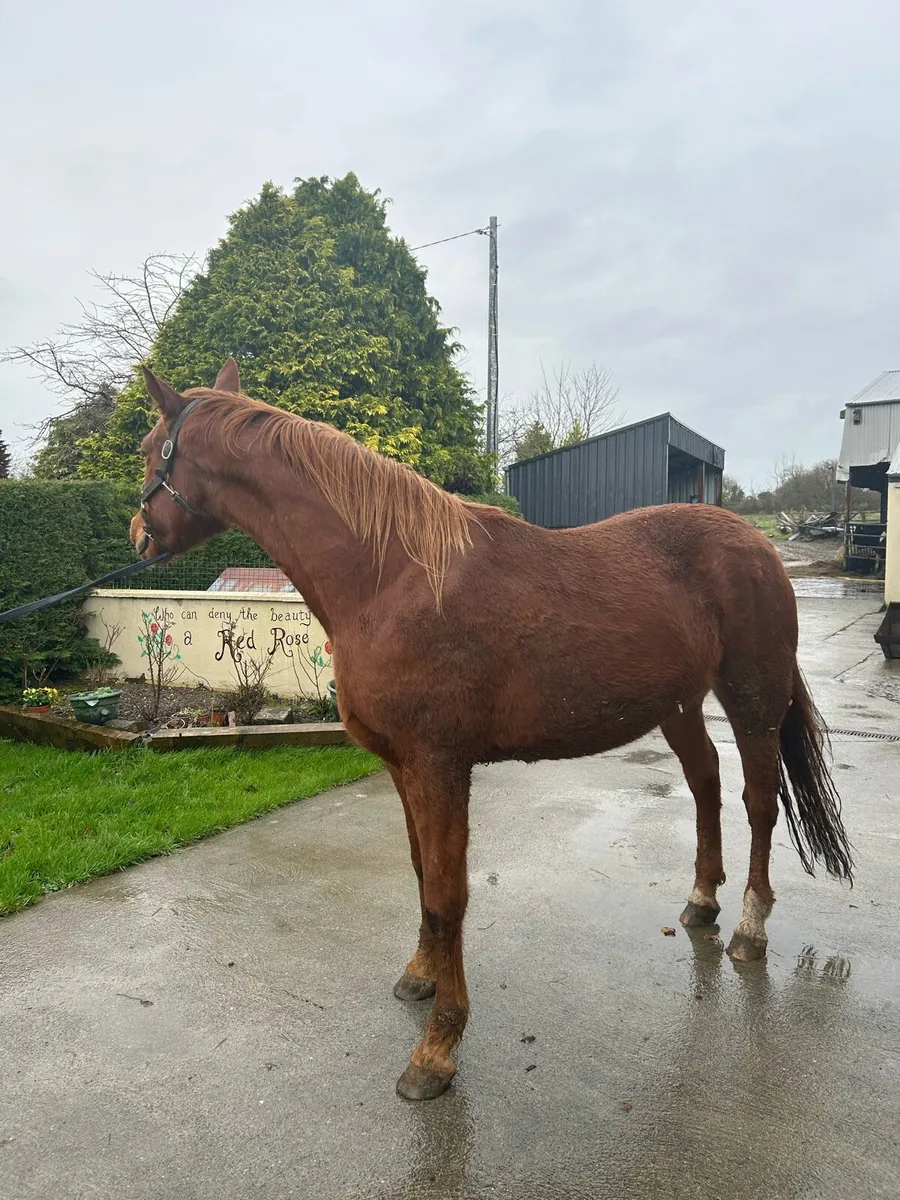 Traditional Irish Breed ISH - Image 2