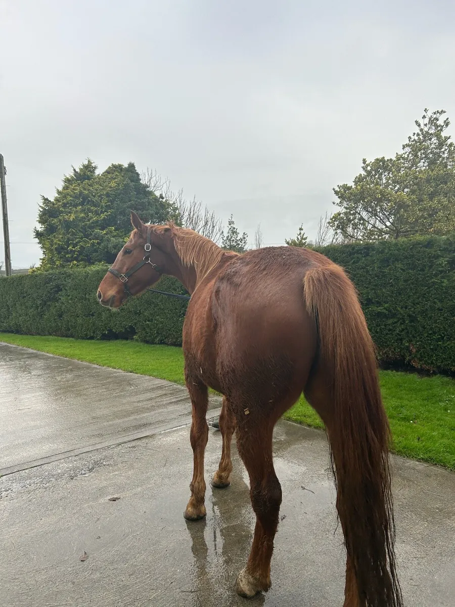 Traditional Irish Breed ISH - Image 3