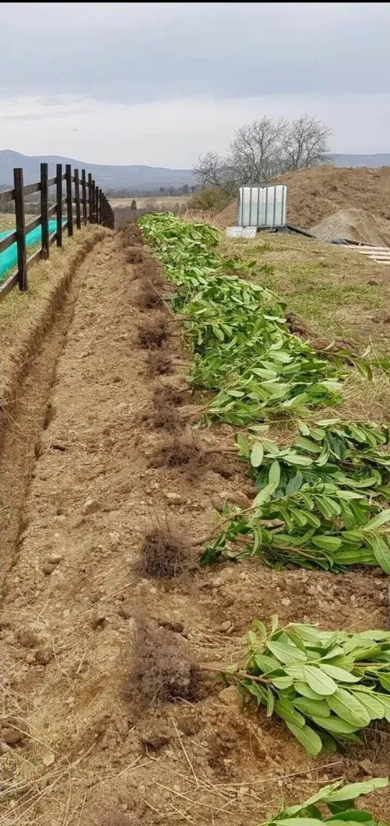 Laurel Hedging - Image 3