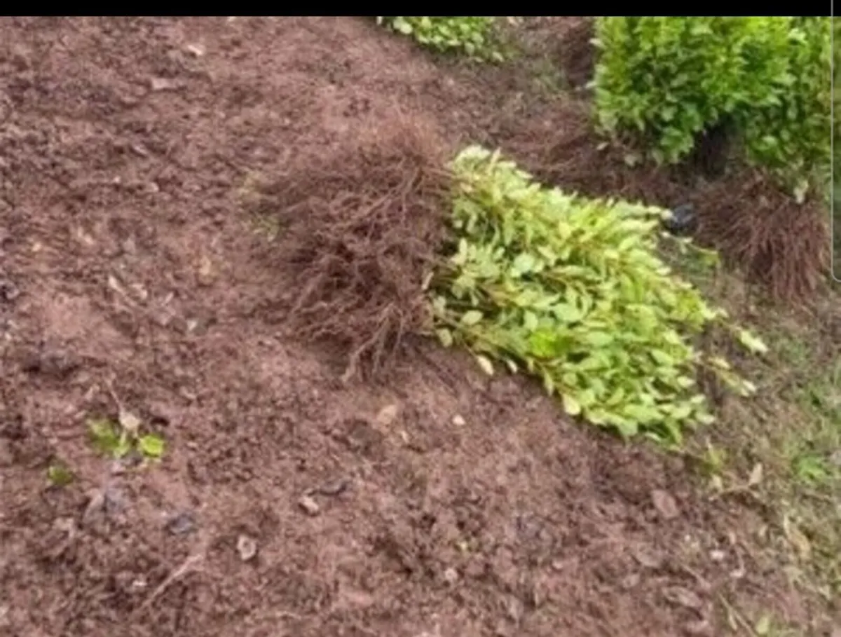 Laurel Hedging - Image 4