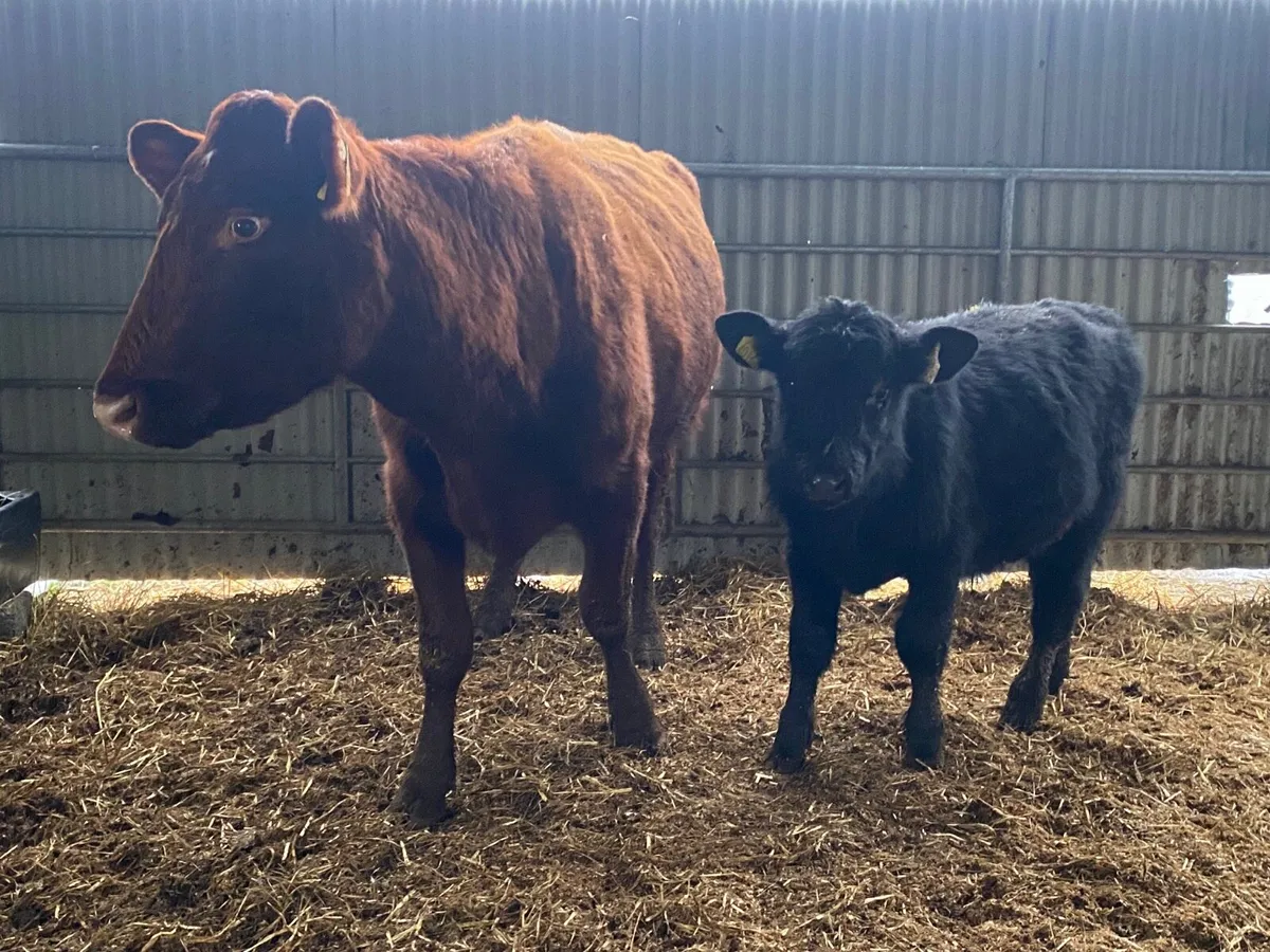 Super PBR Shorthorn Cow and Calf - Image 1