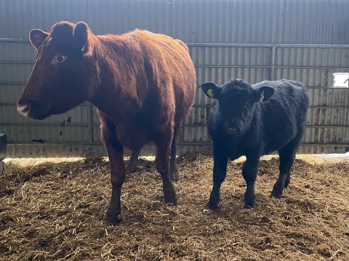 Super PBR Shorthorn Cow and Calf - Image 2