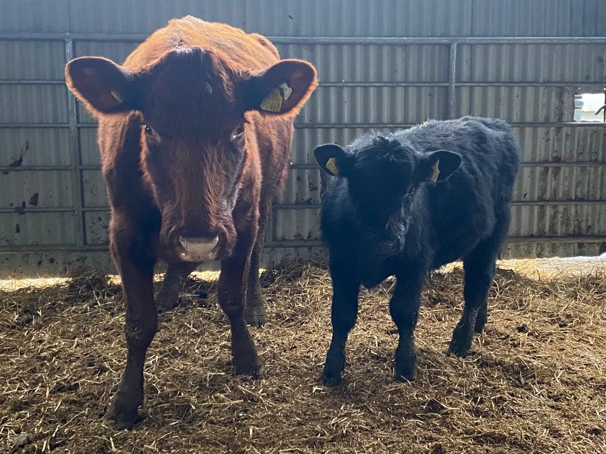 Super PBR Shorthorn Cow and Calf - Image 3