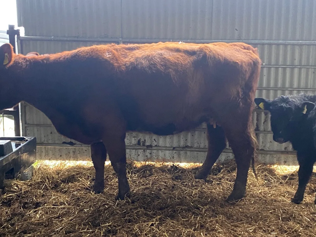 Super PBR Shorthorn Cow and Calf - Image 4