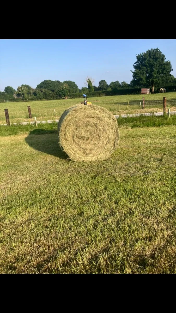 Hay - Image 2