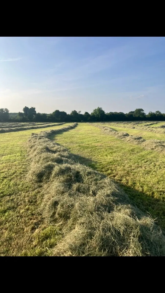 Hay - Image 3