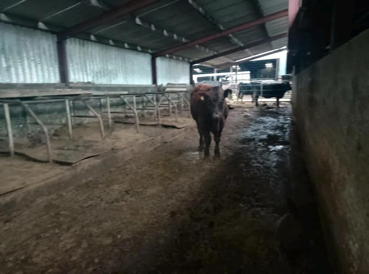 Organic Limousin x weanling Bulls - Image 3