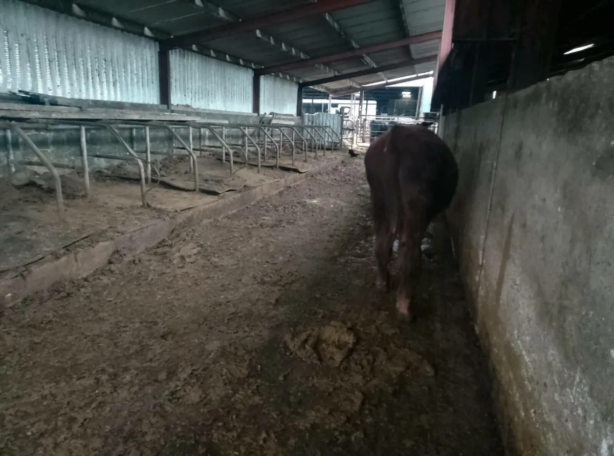 Organic Limousin x weanling Bulls - Image 4