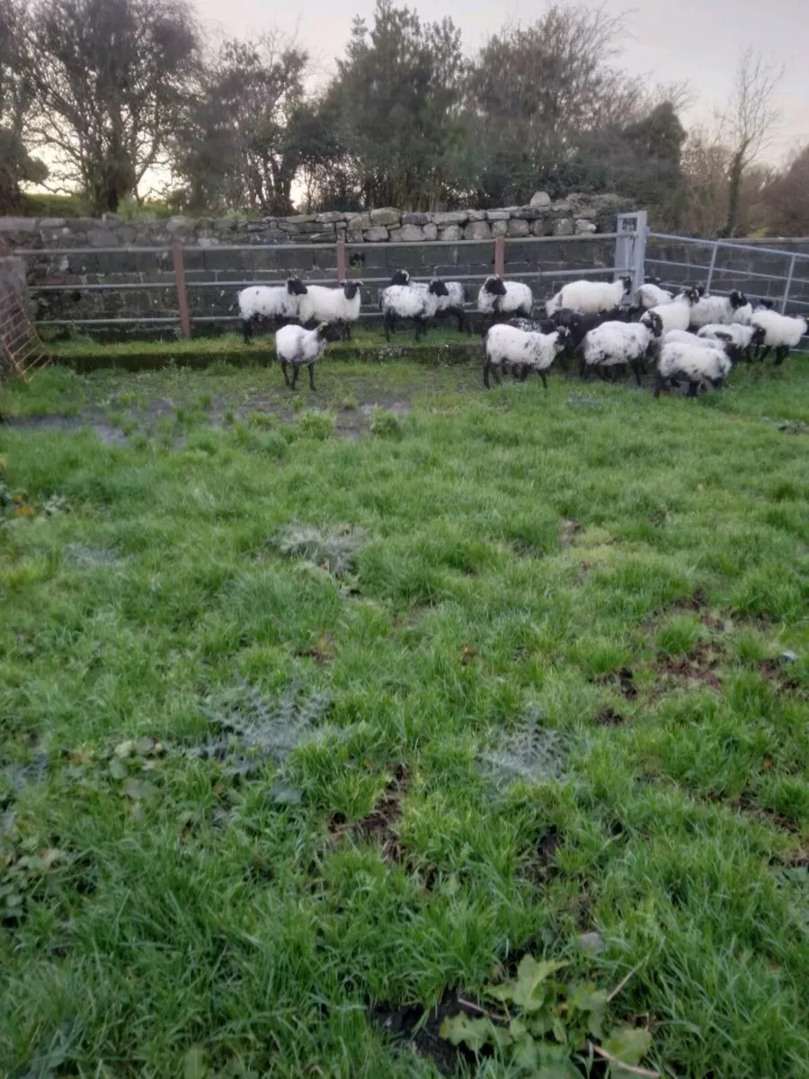 Ewe lambs - Image 3