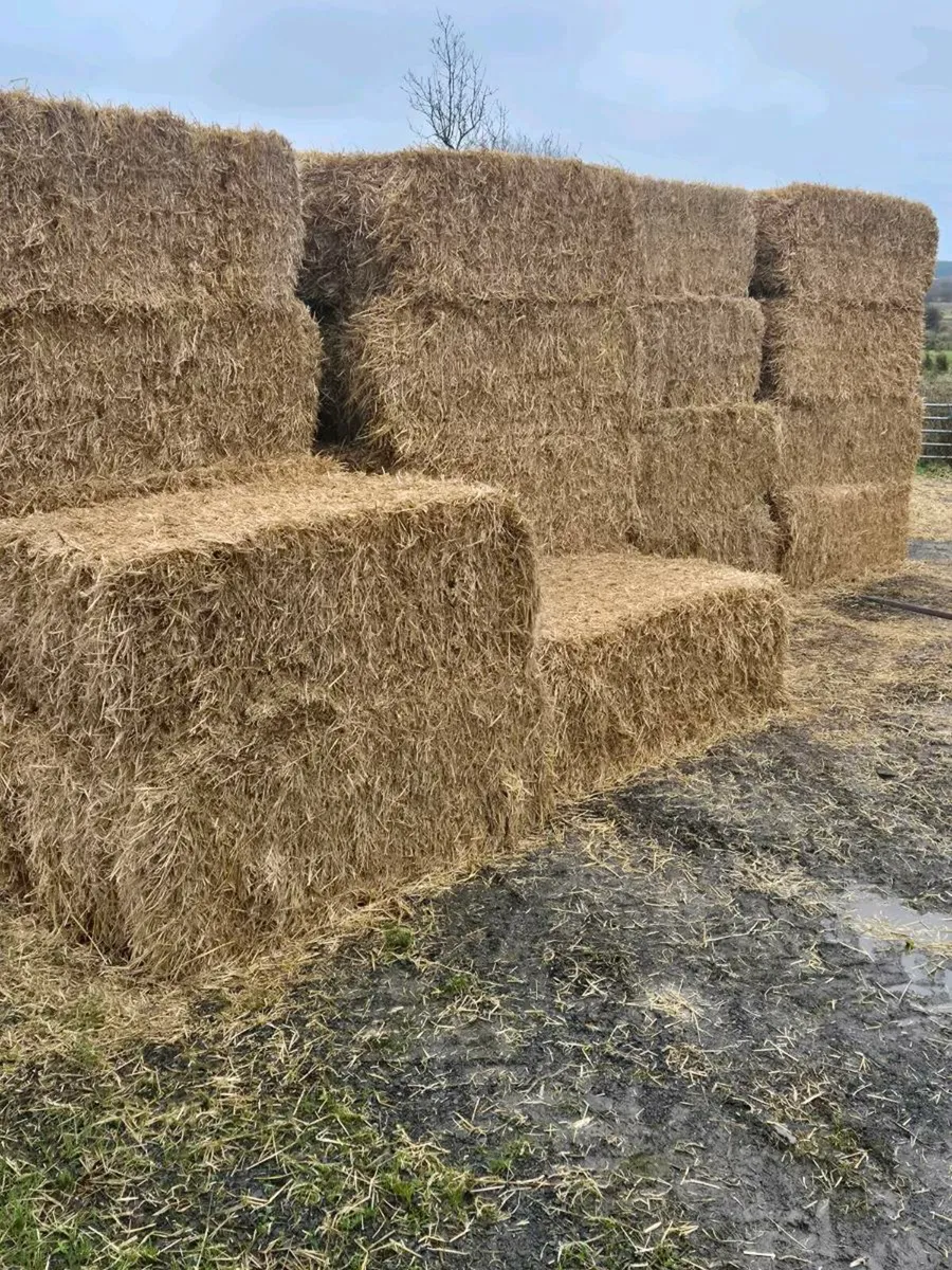 Barley straw - Image 1