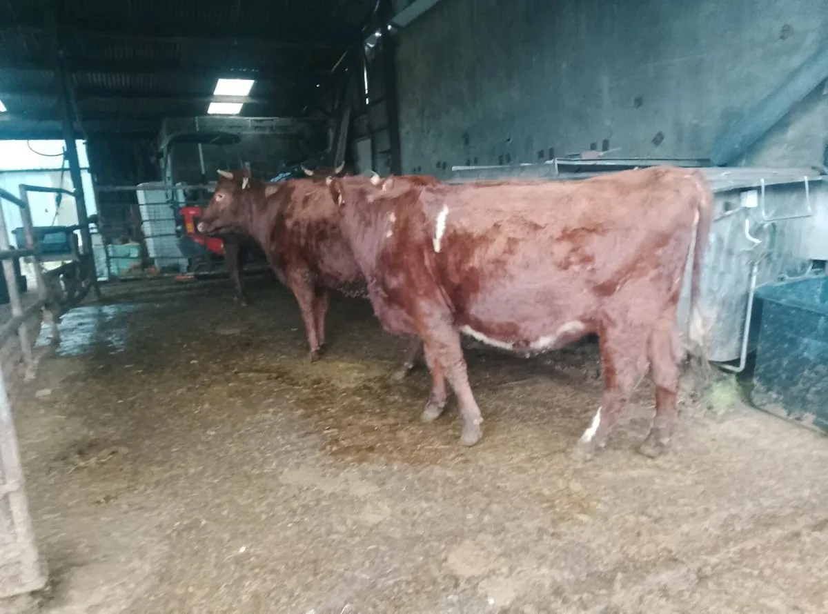 Organic dairy shorthorn heifers - Image 1