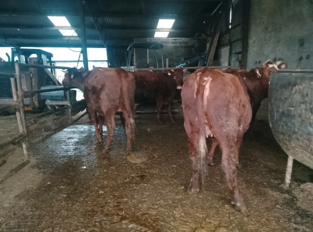 Organic dairy shorthorn heifers - Image 2