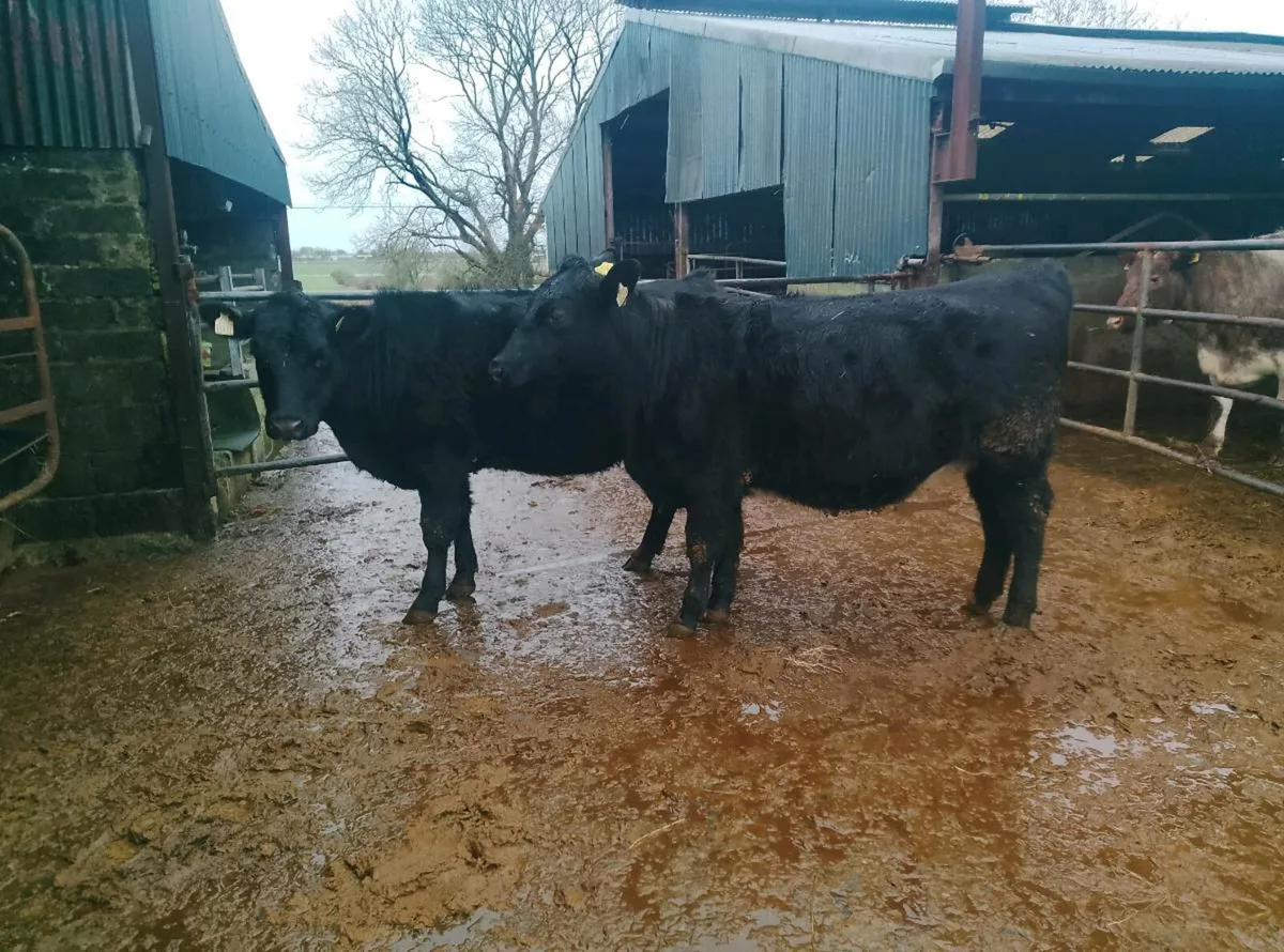 Organic Angus in calf heifers - Image 2