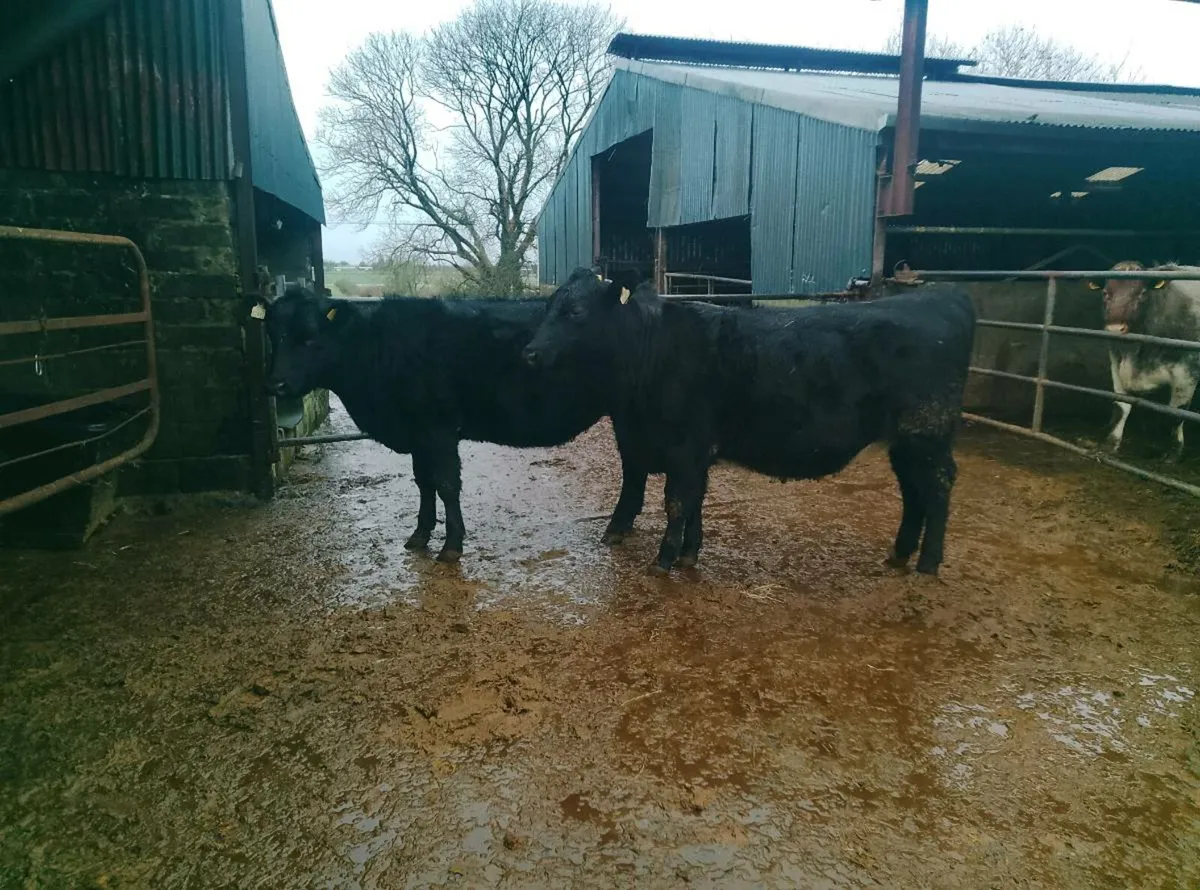 Organic Angus in calf heifers - Image 4