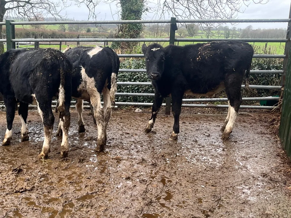 6 super  British Frisian bull weanlings - Image 1