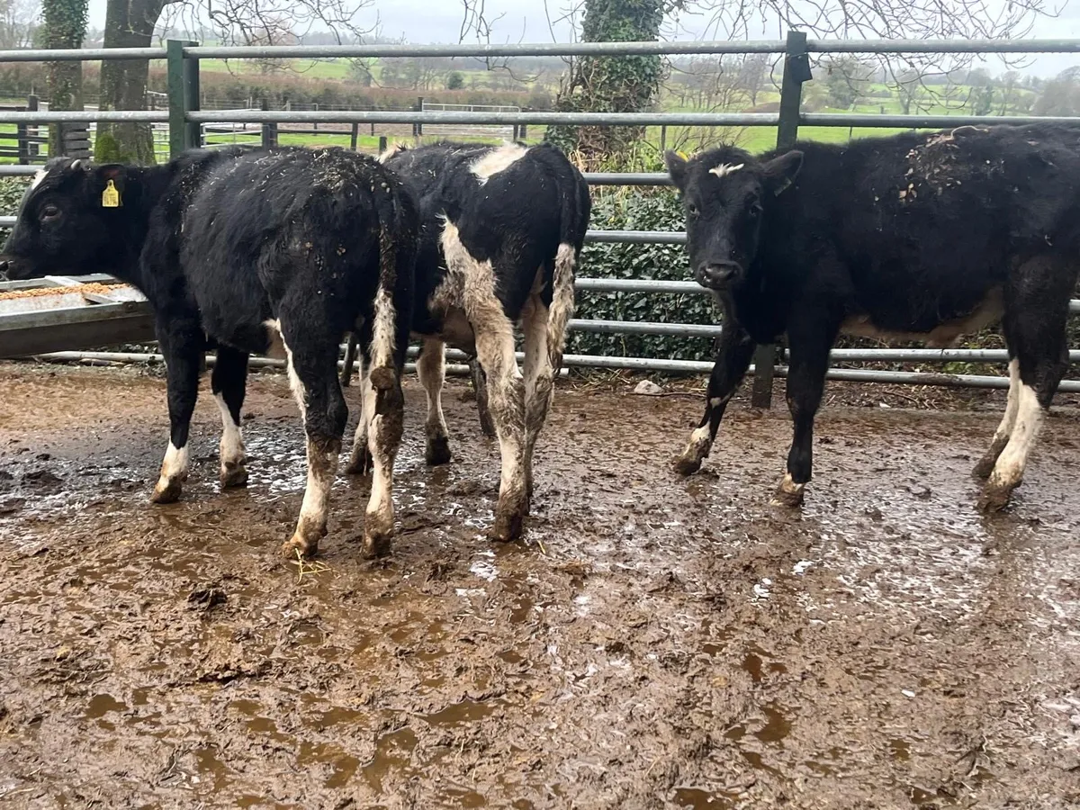 6 super  British Frisian bull weanlings - Image 2