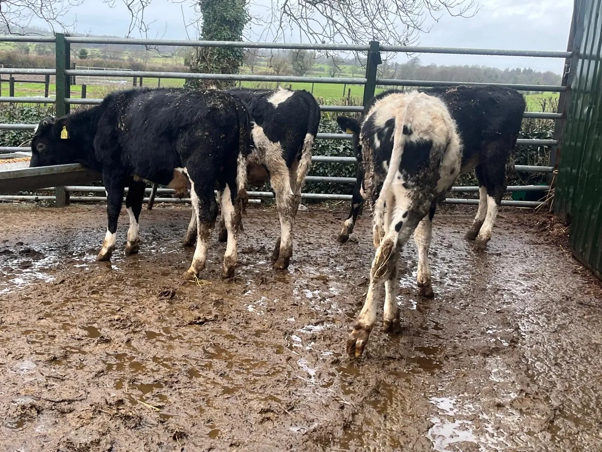 6 super  British Frisian bull weanlings - Image 3