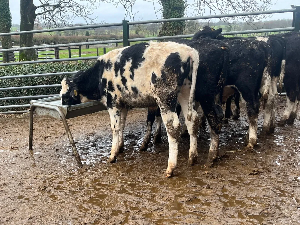 6 super  British Frisian bull weanlings - Image 4