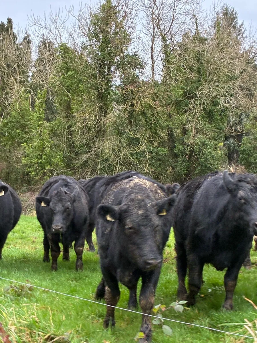35 Angus bullocks selling  in Kilmallock mart - Image 1