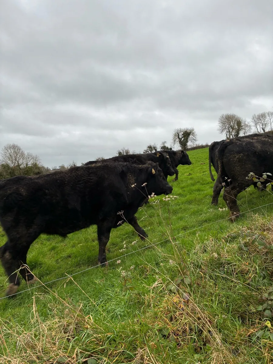 35 Angus bullocks selling  in Kilmallock mart - Image 2