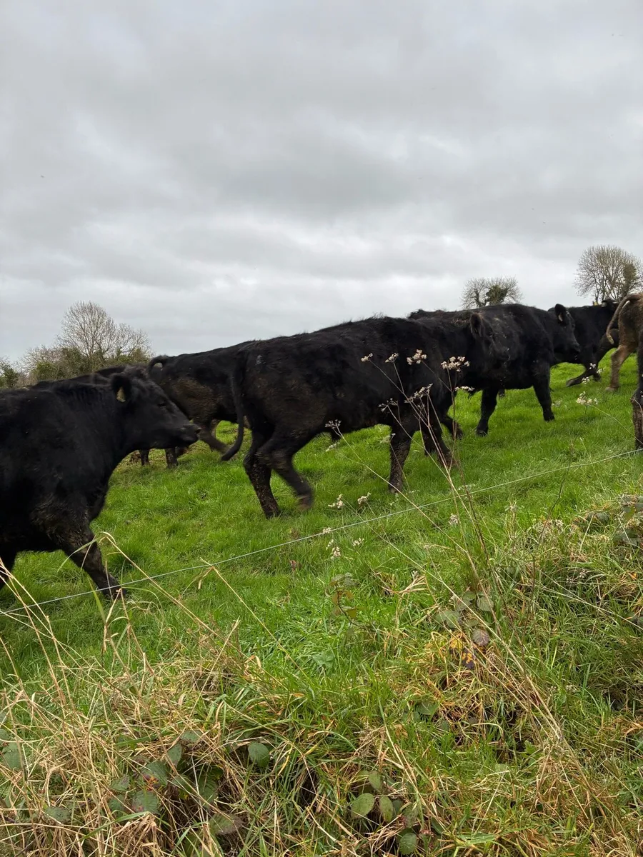 35 Angus bullocks selling  in Kilmallock mart - Image 4