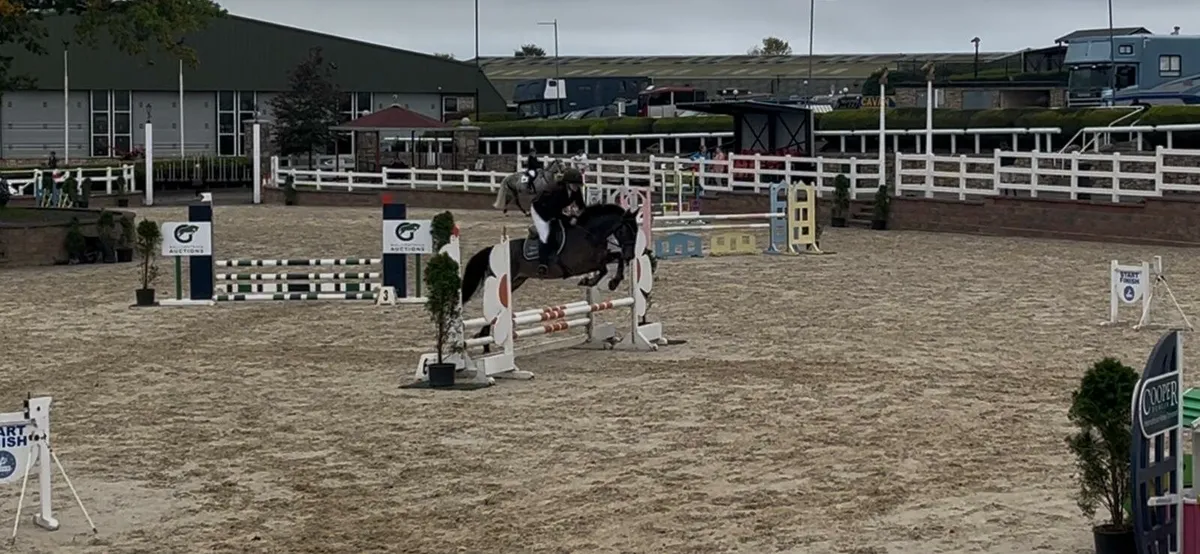 15.3h gelding - Image 2