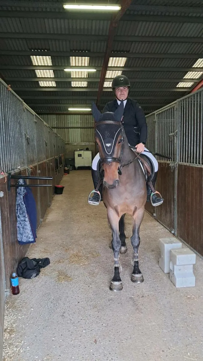 15.3h gelding - Image 3