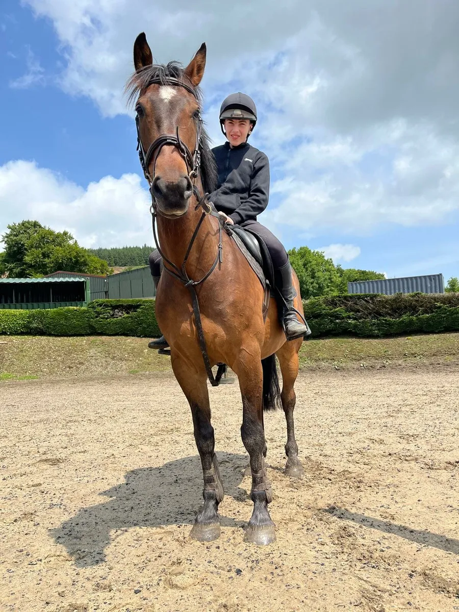 15.3h gelding - Image 4