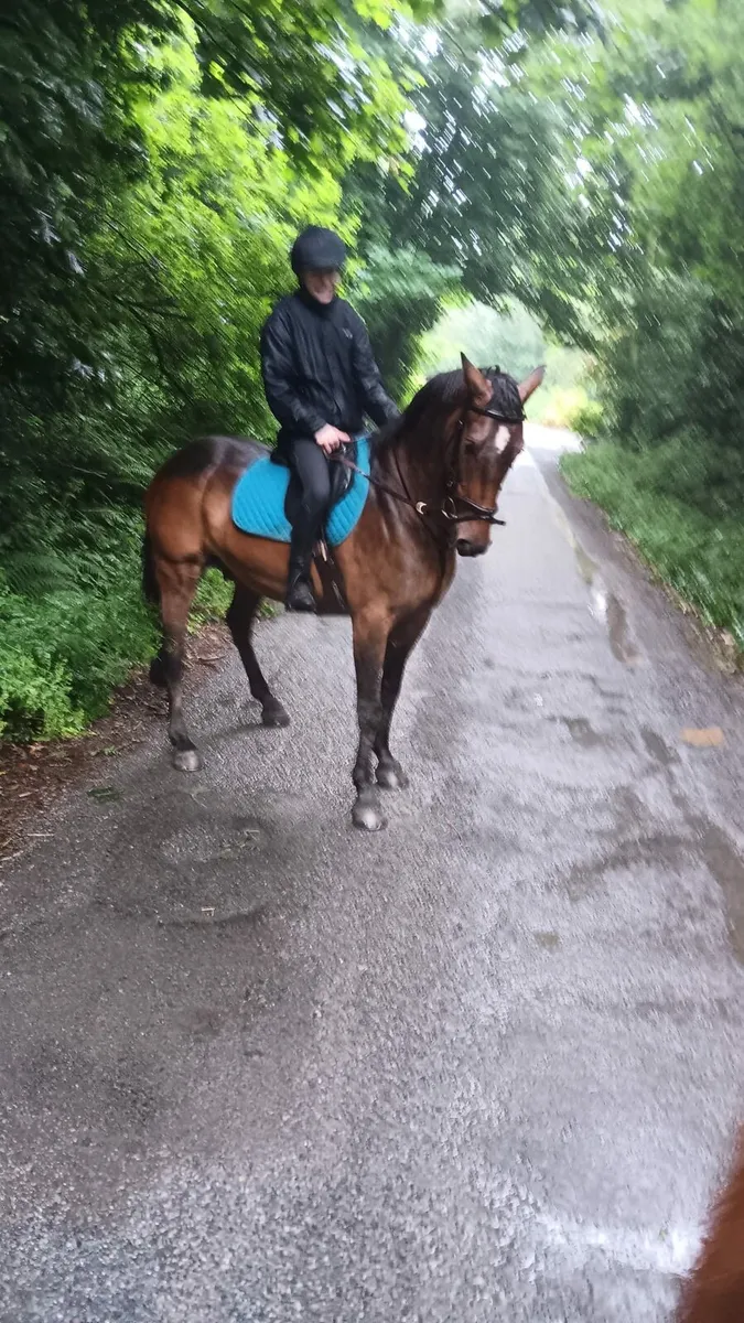 15.3h gelding - Image 1