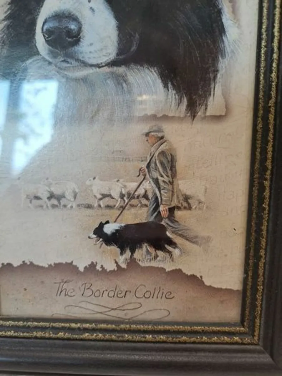 The Border Collie Picture - Image 2