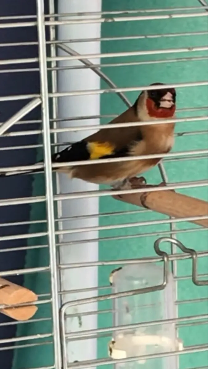 Finches for sale - Image 1