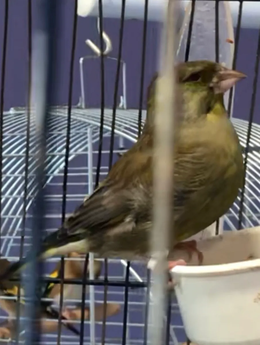 Finches for sale - Image 2