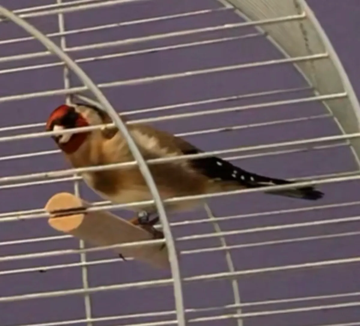 Finches for sale - Image 3