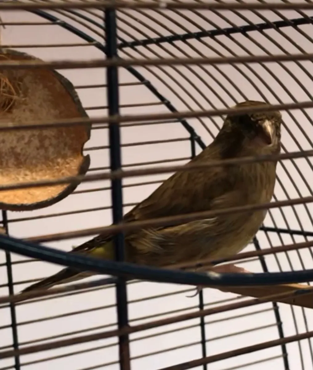 Finches for sale - Image 4