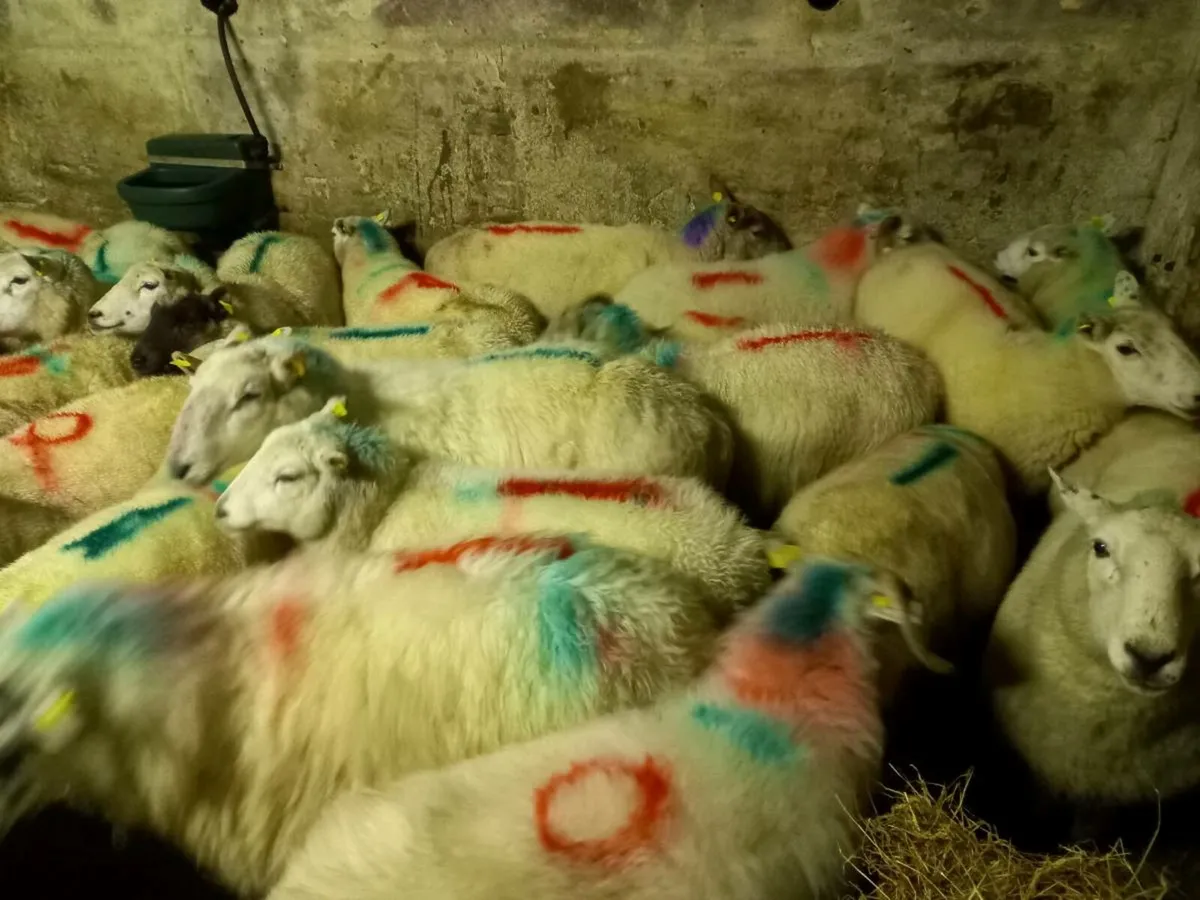 Inlamb ewes - Image 1