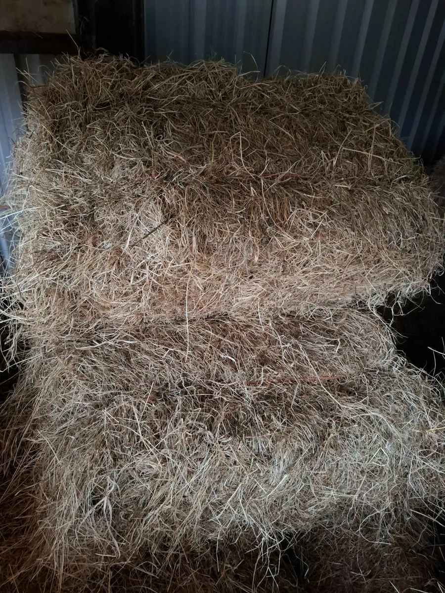 Square bales of Hay - Image 2