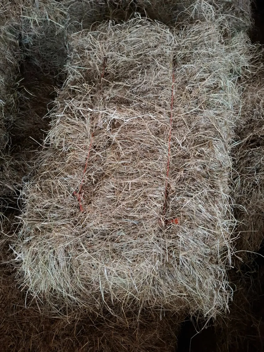 Square bales of Hay - Image 3