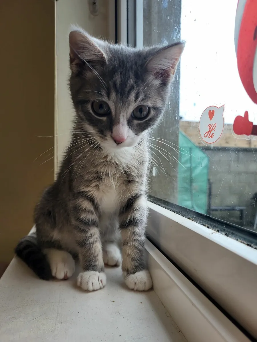 Kitten - Image 2