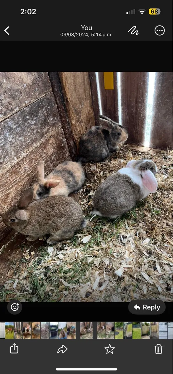 Pet rabbits - Image 1