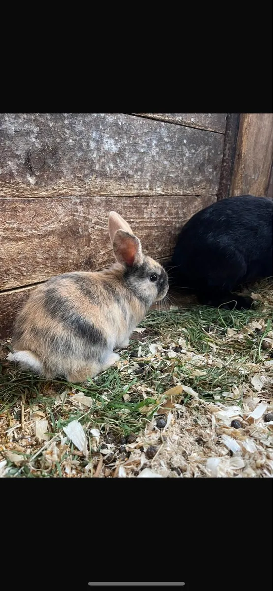 Pet rabbits - Image 2