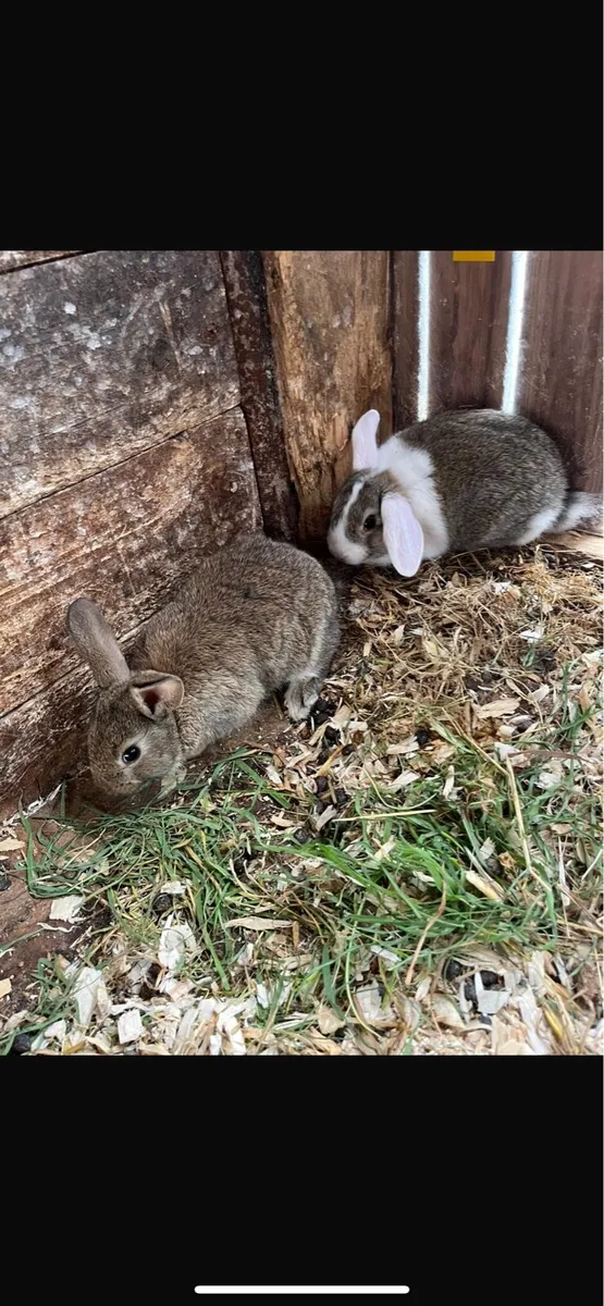 Pet rabbits - Image 3
