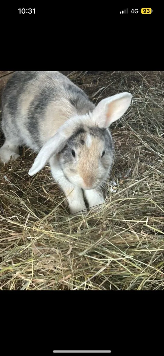 Pet rabbits - Image 4