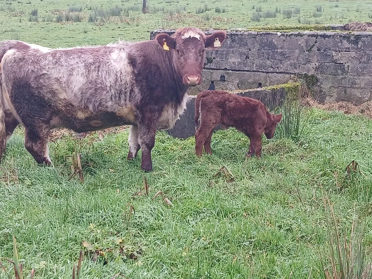 5 star short horn heifer - Image 1