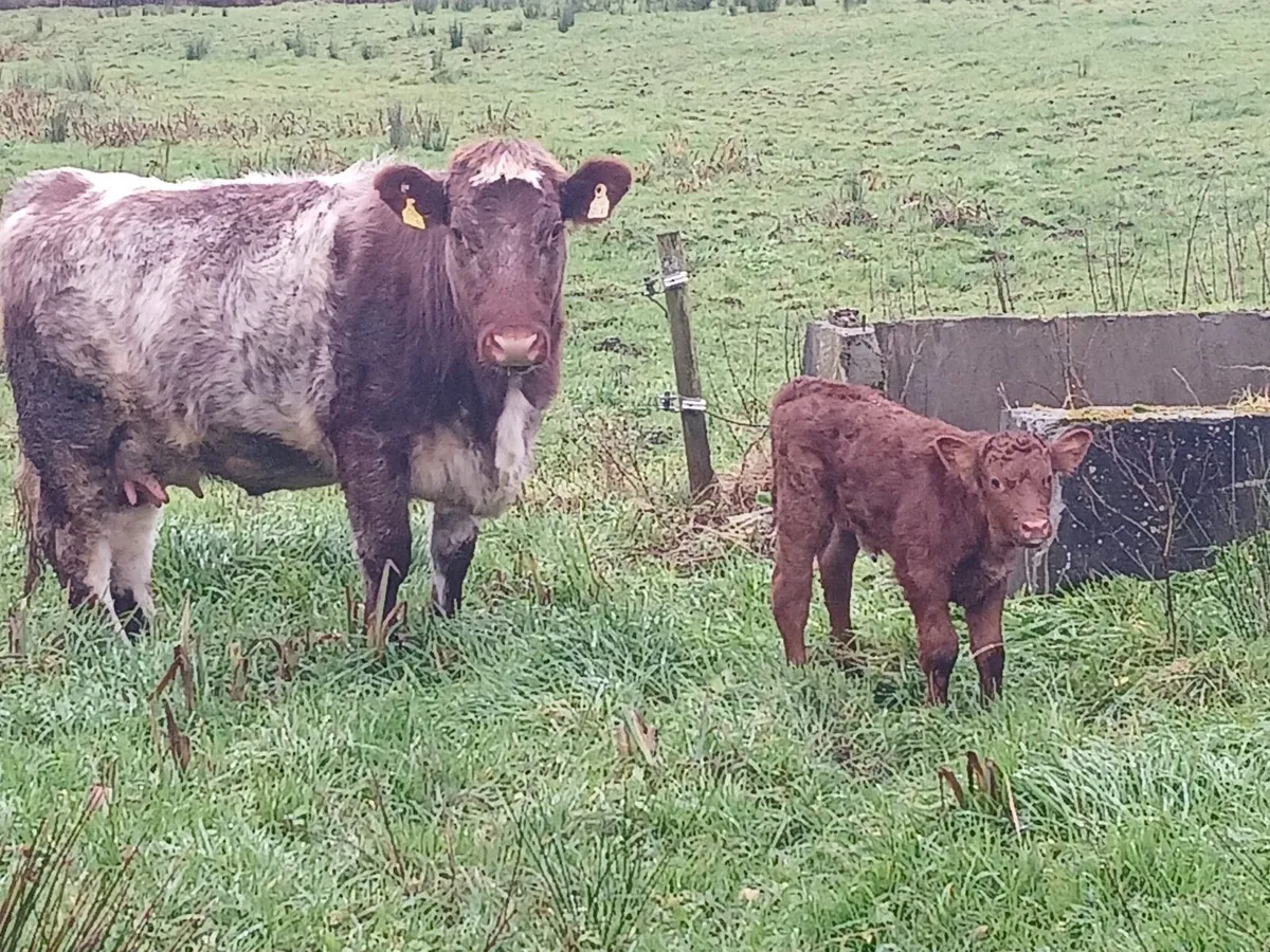 5 star short horn heifer - Image 2