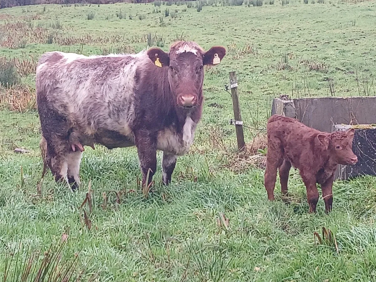 5 star short horn heifer - Image 3