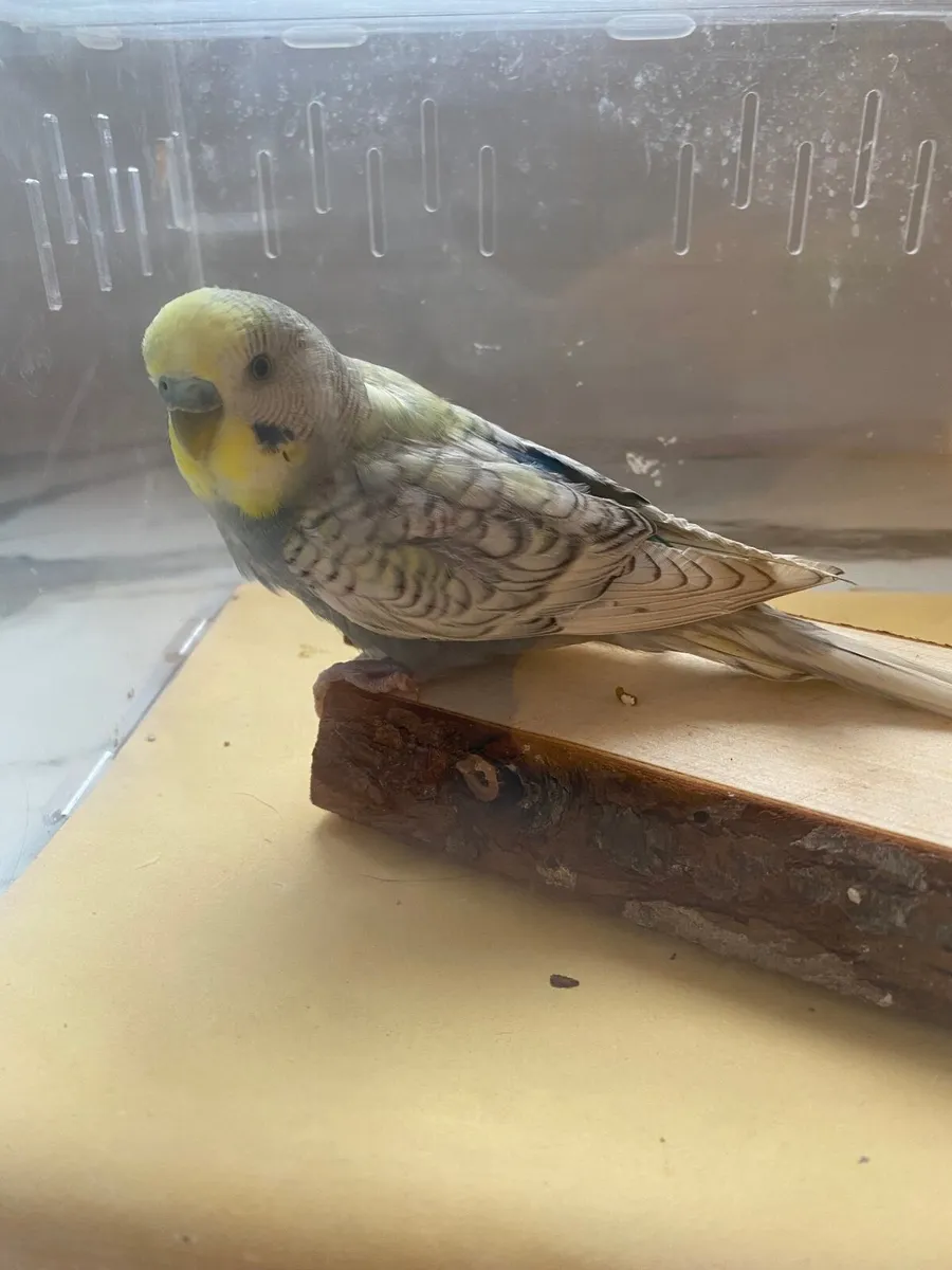 Budgies UPDATE - Image 2