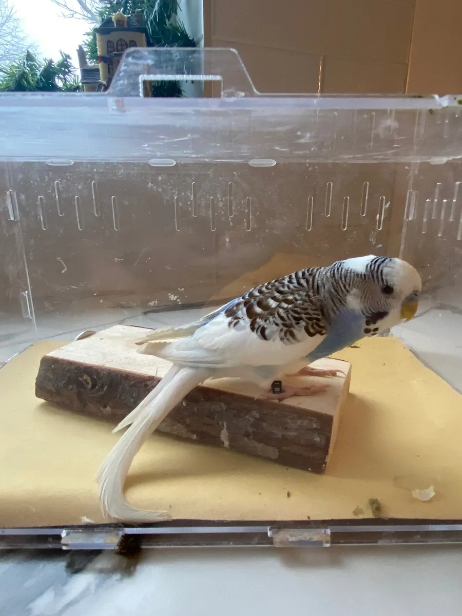 Budgies UPDATE - Image 3