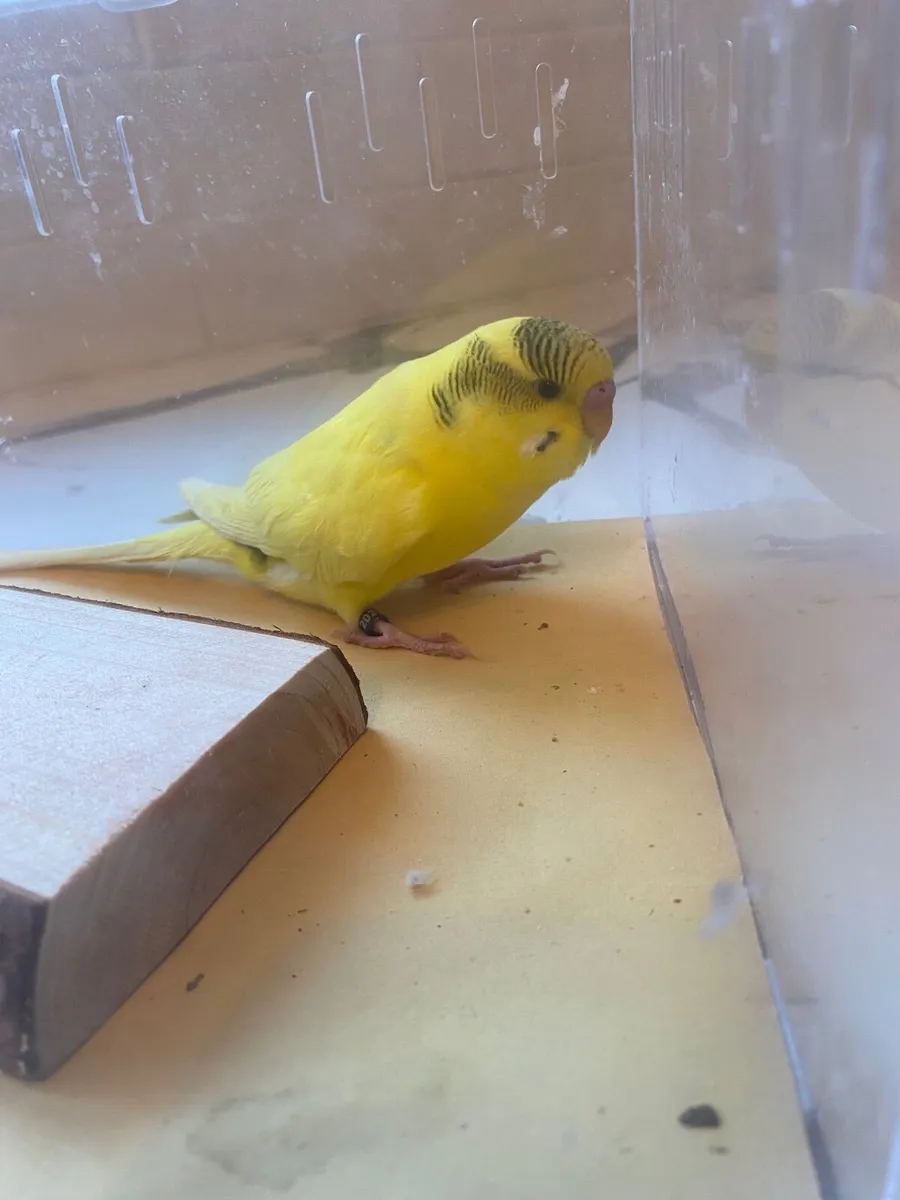 Budgies UPDATE - Image 4